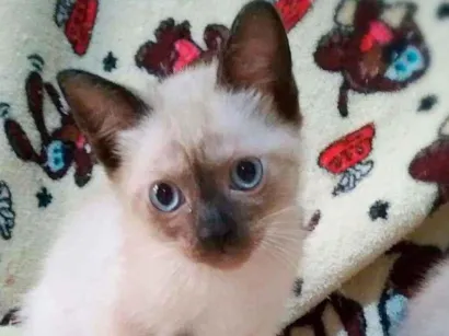 Gato Siamês  Pequeno 2-a-6-meses
