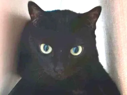 Gato SRD - SEM RAÇA DEFINIDA Pequeno 2-a-6-meses