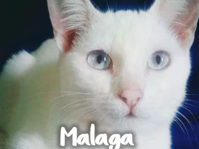 Gato SRD - SEM RAÇA DEFINIDA Pequeno 2-a-6-meses