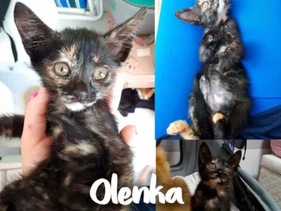 Gato SRD - SEM RAÇA DEFINIDA Pequeno 2-a-6-meses