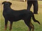 Morena e sanção | Cão  Grande | Ambos | Rottweiler