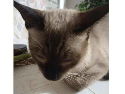 Gato siames Grande 2-a-6-meses
