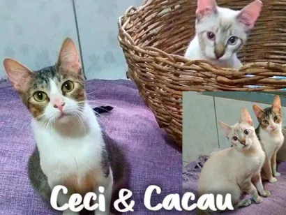 Gato SRD - SEM RAÇA DEFINIDA Pequeno 7-a-11-meses
