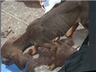 Cachorro tamanho Pequeno Femea 2-a-6-meses para adoção