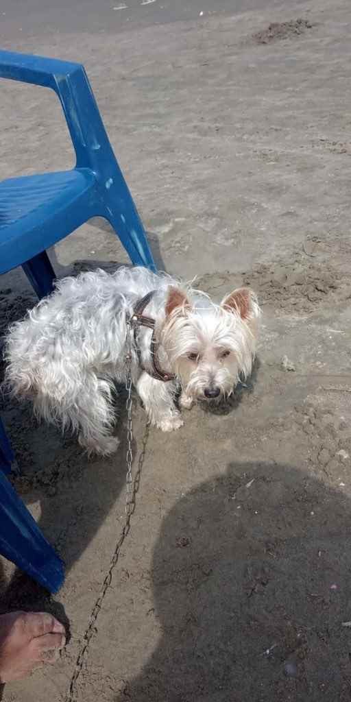 Teddy  perdido | foto 2
