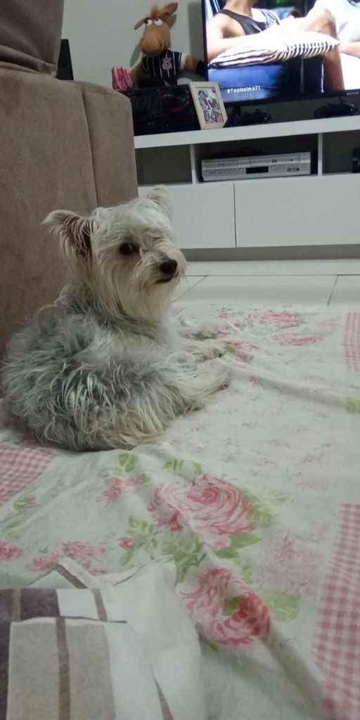 Teddy  perdido | foto 3