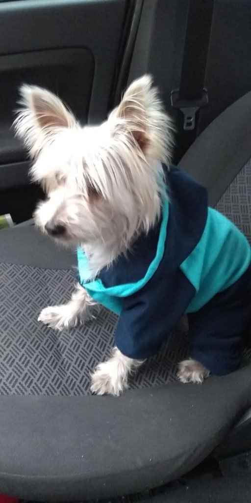 Teddy  perdido | foto 4