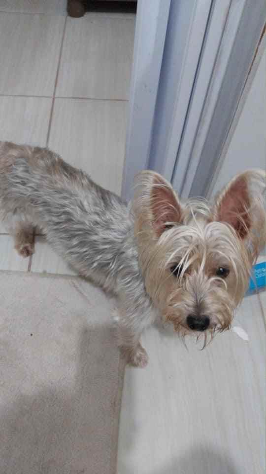 Teddy  perdido | foto 5