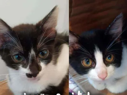 Gato SRD - SEM RAÇA DEFINIDA Pequeno 2-a-6-meses