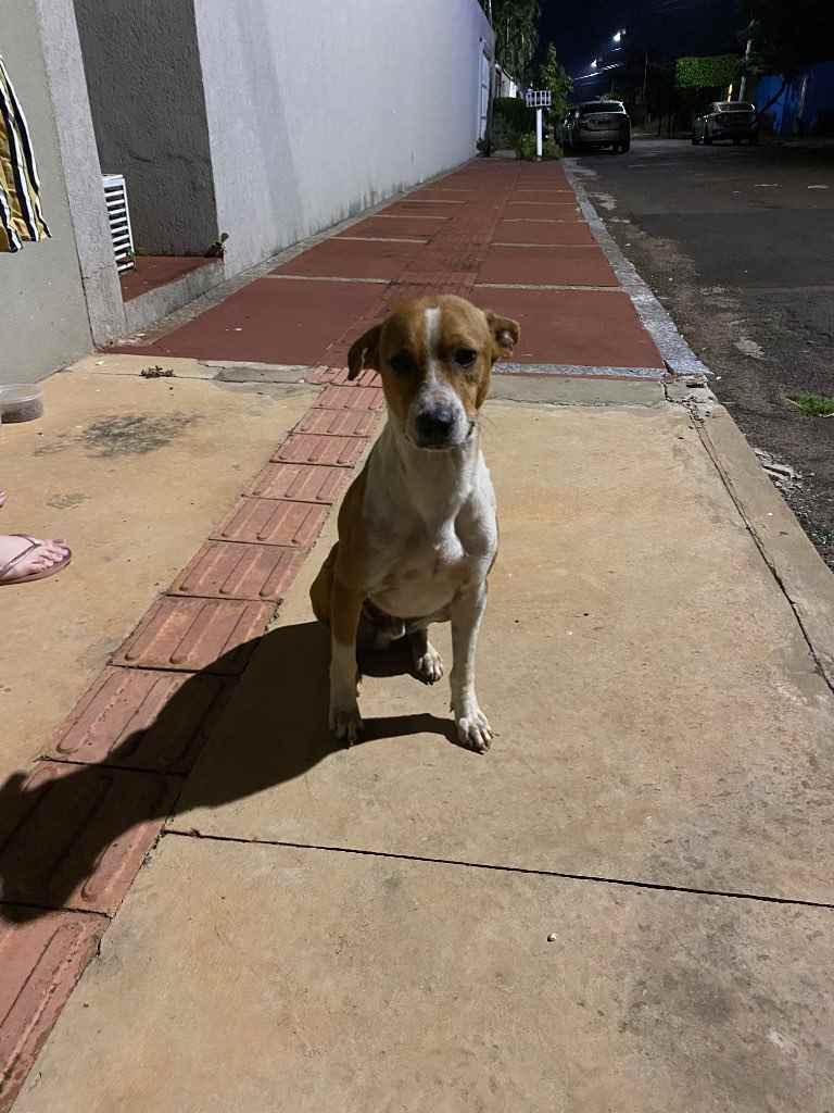 Cachorro Encontrado Campo Grande/MS | PERDIDO | 1 ano | Raça SRD | tamanho Pequeno | foto 6