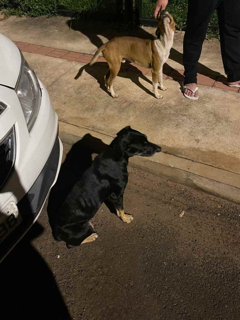 Cachorro Encontrado Campo Grande/MS | PERDIDA | 3 anos | Raça SRD | tamanho Médio | foto 3