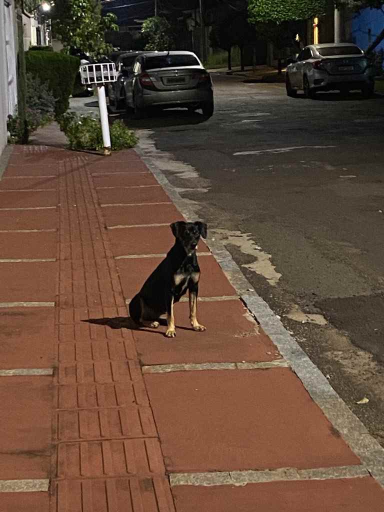 Cachorro Encontrado Campo Grande/MS | PERDIDA | 3 anos | Raça SRD | tamanho Médio | foto 4