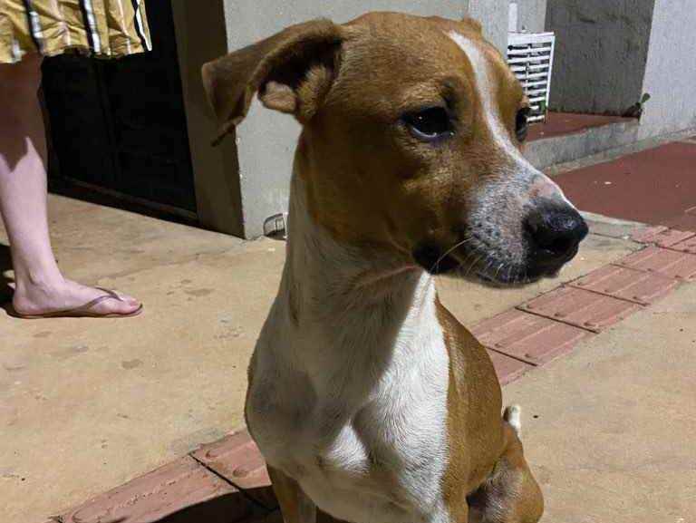 Cachorro Encontrado Campo Grande/MS | PERDIDA | 3 anos | Raça SRD | tamanho Médio