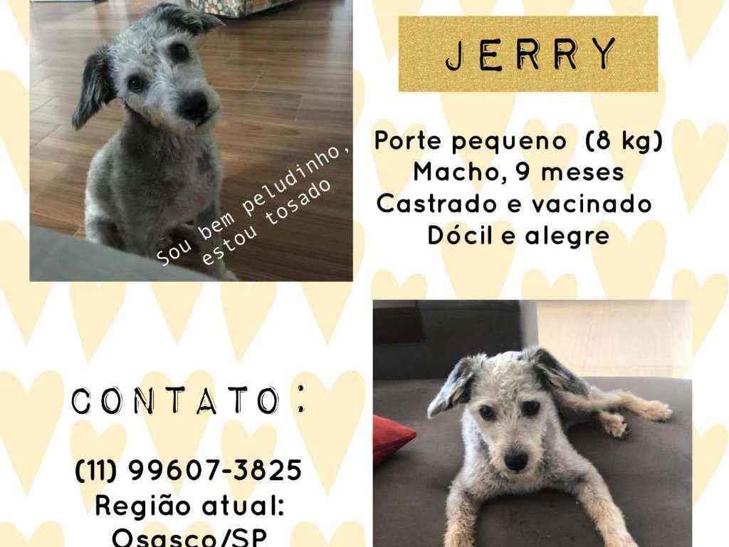Adoção de Cachorro São Paulo/SP | Adão | 7 a 11 meses | Raça SRD-ViraLata | tamanho Médio