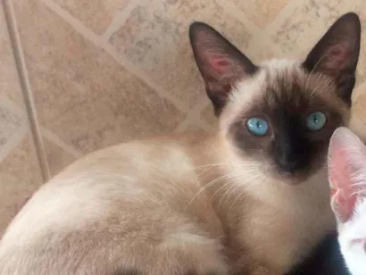 Gato Siamês  Pequeno 7-a-11-meses