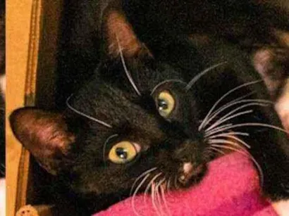 Gato SRD - SEM RAÇA DEFINIDA Pequeno 2-a-6-meses