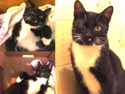 Gato SRD - SEM RAÇA DEFINIDA Pequeno 2-a-6-meses