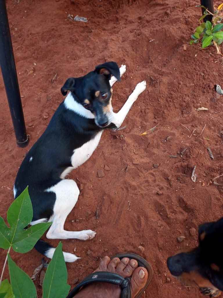 Procura-se esse Cachorro Campo Grande/MS | Lola | 2 anos | Raça Fox | tamanho Pequeno | foto 3