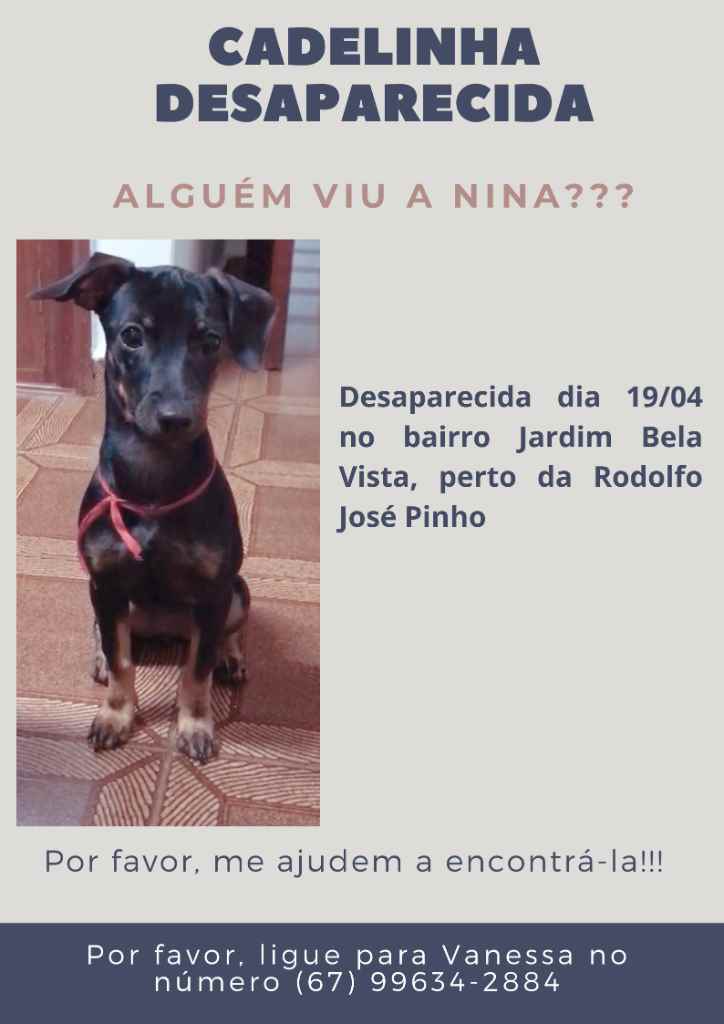 Procura-se esse Cachorro Campo Grande/MS | Nina | 2 a 6 meses | Raça Sem Raça Definida | tamanho Pequeno | foto 2