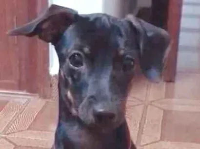 Cao srd Pequeno 2-a-6-meses
