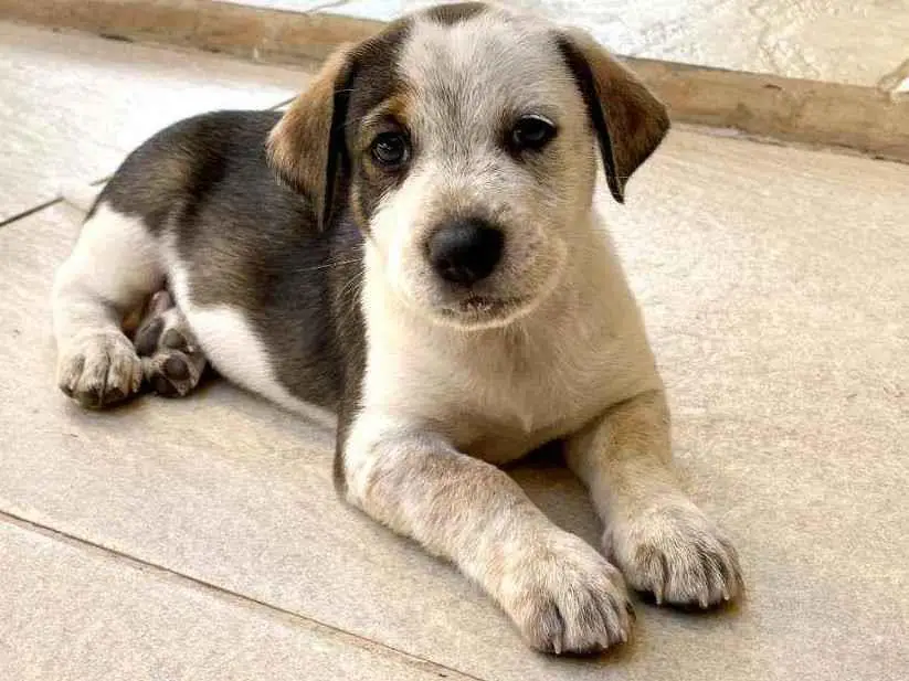 Adoção de Cachorro Jacareí/SP, Tigre, 1 ano, Raça Fila Brasileiro  Tigrado