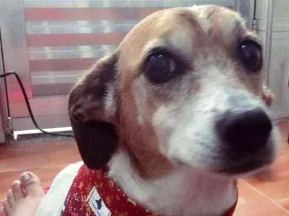 Cao Vira lata Medio 5-anos