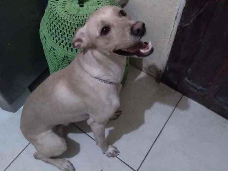 Adoção de Cachorro São Paulo/SP | Lili | 1 ano | Raça Srd | tamanho Pequeno