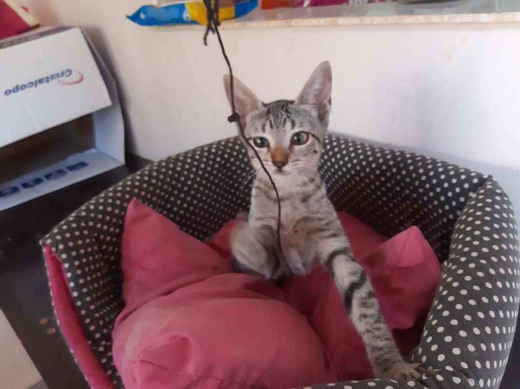 Adoção de Gato Campo Grande/MS | Sem nomes | 2 a 6 meses | Raça Srd | tamanho Pequeno | foto 3