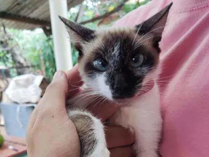 Gato Vira lata Grande  