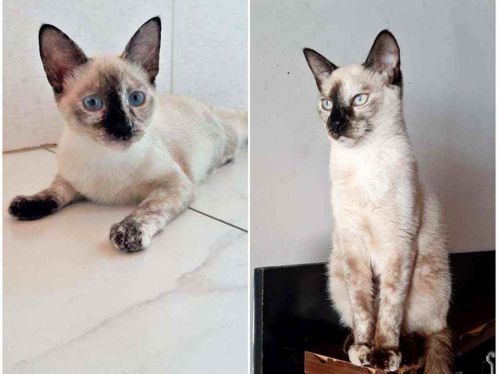 Adoção de Gato Guarulhos/SP | Filhotes | 2 a 6 meses | Raça SRD | tamanho Pequeno