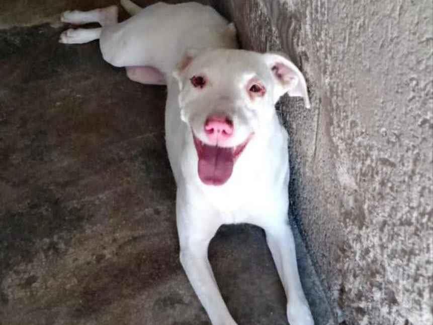 Adoção de Cachorro São Paulo/SP | Snoopy  | 1 ano | Raça Srd | tamanho Médio