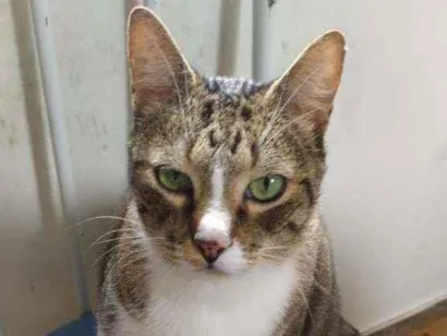 Gato  Grande 5-anos