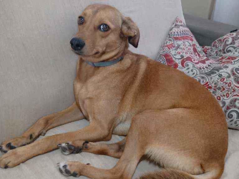 Adoção de Cachorro São Paulo/SP | Molly | 2 a 6 meses | Raça SRD | tamanho Pequeno