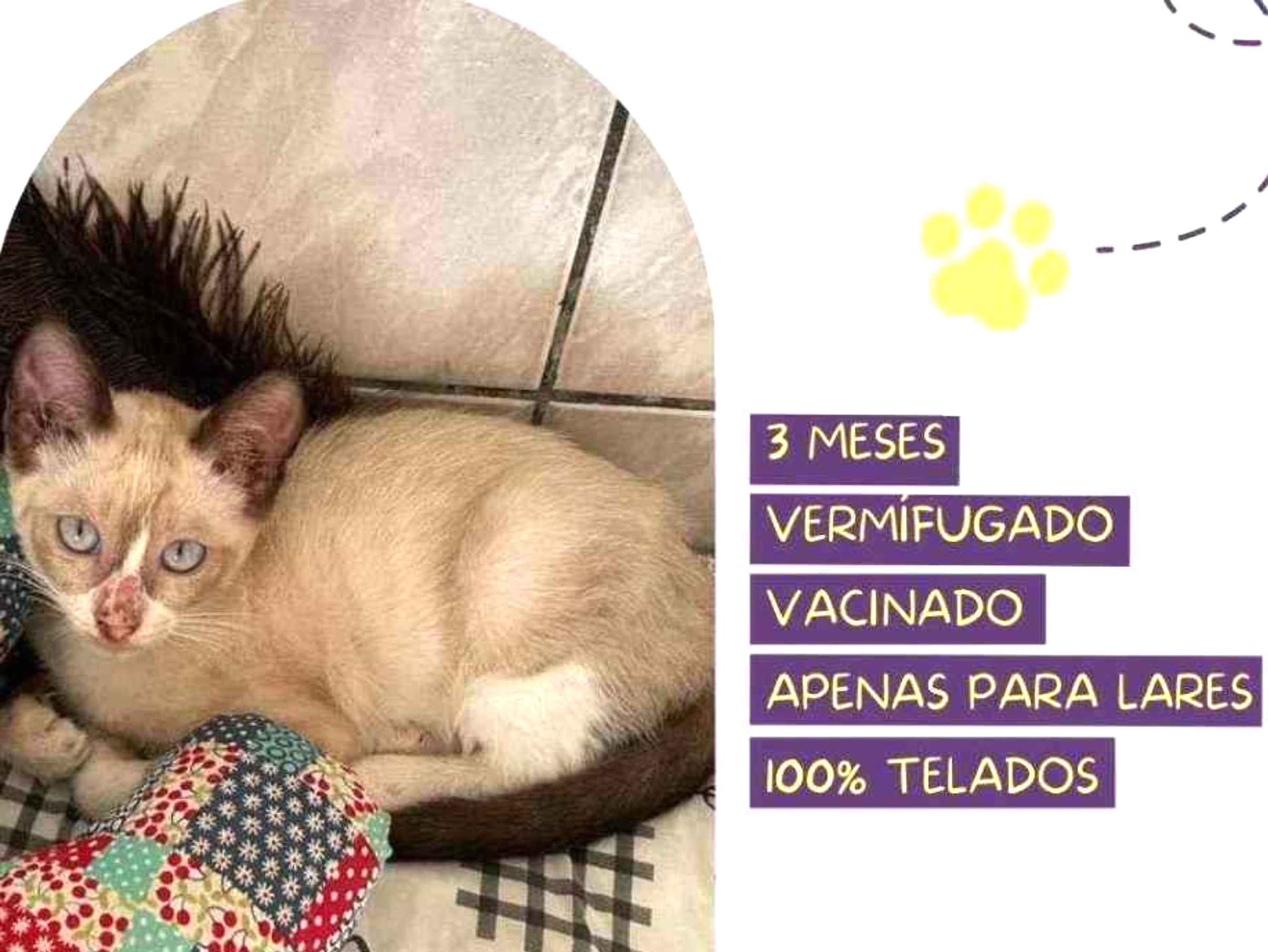 Adoção de Gato São Paulo/SP | Milli | 2 anos | Raça Srd | tamanho Pequeno