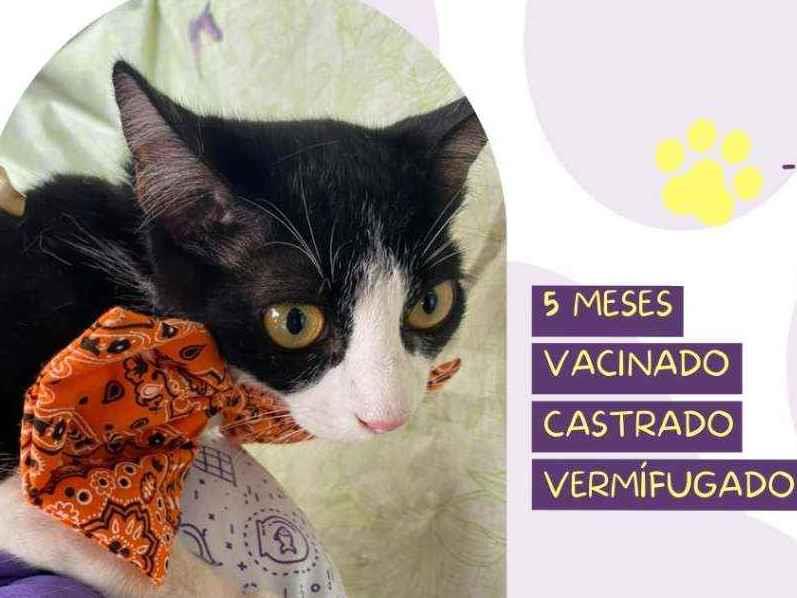 Adoção de Gato São Paulo/SP | Milli | 2 anos | Raça Srd | tamanho Pequeno