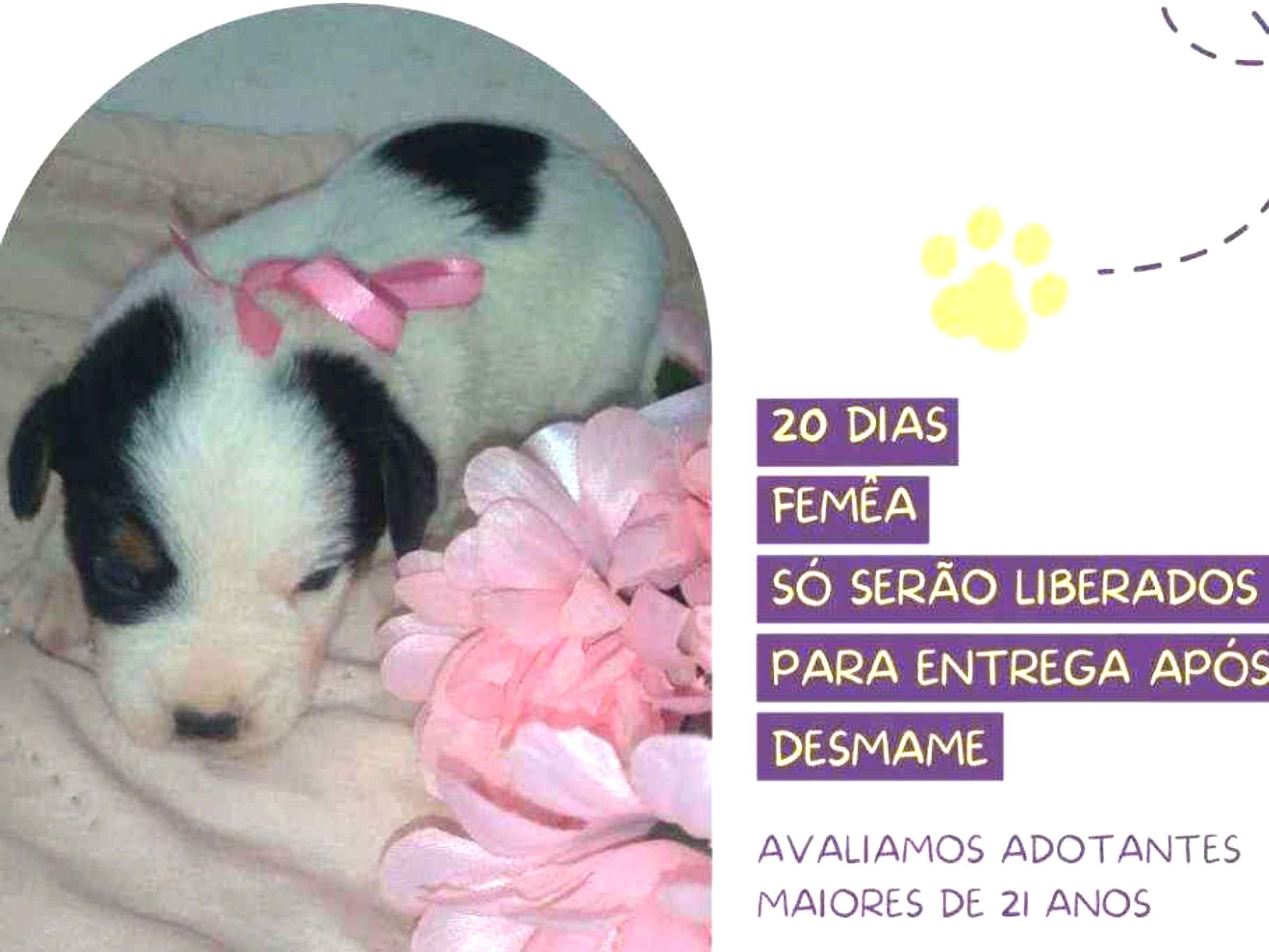 Adoção de Cachorro São Paulo/SP | Coca | Filhote | Raça Srd | tamanho Médio
