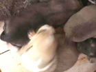 Cao Labrador  Pequeno Abaixo-de-2-meses