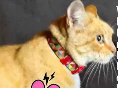 Gato SRD Medio 6-anos-Acima