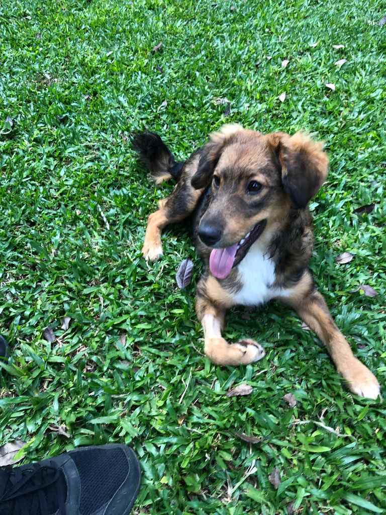 Adoção de Cachorro São Paulo/SP | Laika | 1 ano | Raça Srd | tamanho Pequeno | foto 2