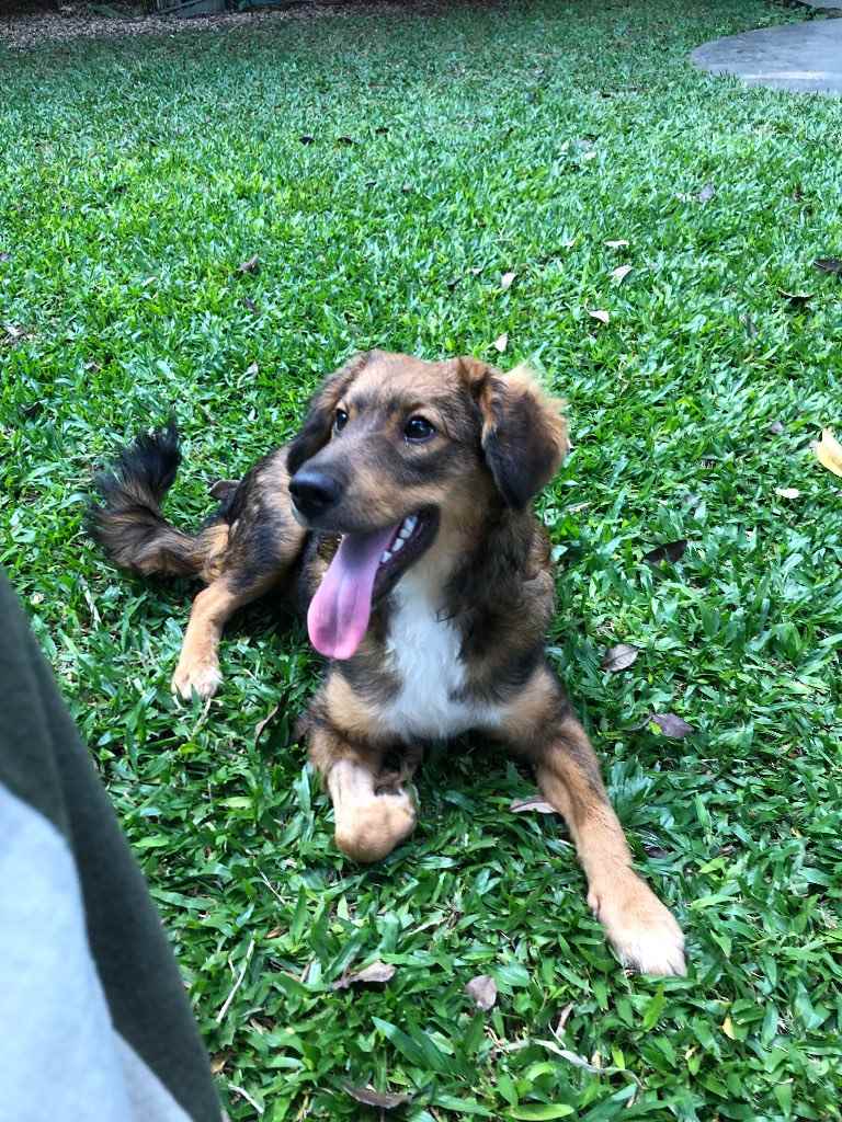 Adoção de Cachorro São Paulo/SP | Laika | 1 ano | Raça Srd | tamanho Pequeno | foto 3