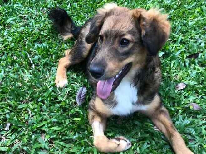 Adoção de Cachorro São Paulo/SP | Laika | 1 ano | Raça Srd | tamanho Pequeno | foto 6