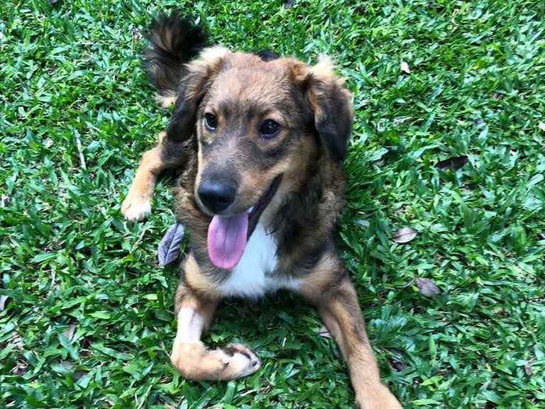 Adoção de Cachorro São Paulo/SP | Laika | 1 ano | Raça Srd | tamanho Pequeno | foto 1