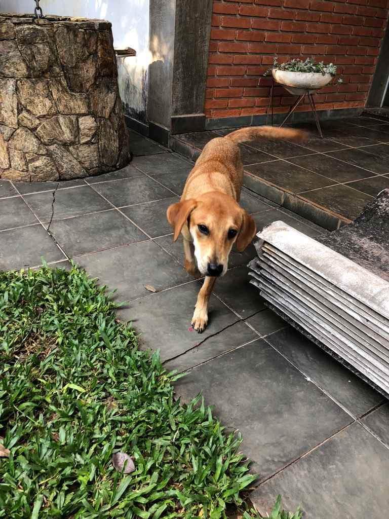Adoção de Cachorro São Paulo/SP | Lili | 1 ano | Raça Srd | tamanho Pequeno | foto 2