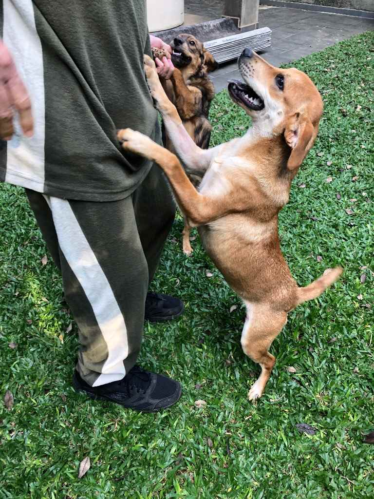 Adoção de Cachorro São Paulo/SP | Lili | 1 ano | Raça Srd | tamanho Pequeno | foto 4