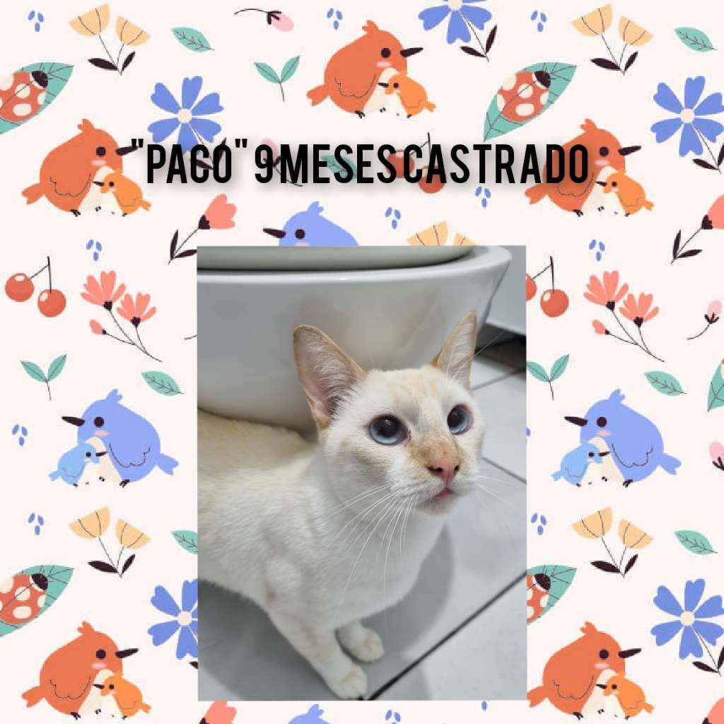 Adoção de Gato São Paulo/SP | Paco  | 7 a 11 meses | Raça SRD  | tamanho Pequeno | foto 2