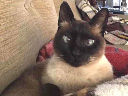 Gato Siamês  Pequeno 6-anos-Acima