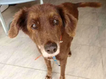 Cao Sem raça definida Medio 6-anos-Acima