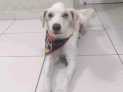 Cao Sem raça definida Grande 1-ano
