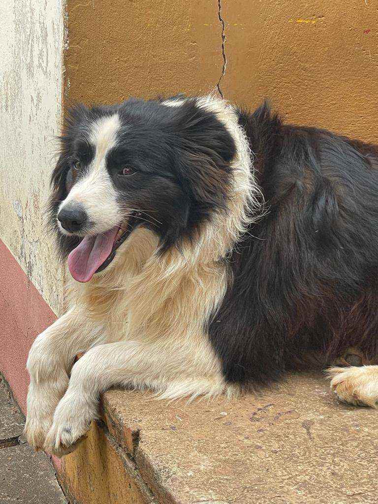 Qual o tamanho do Border Collie?