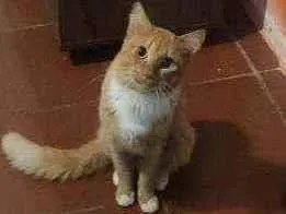 Gato vira lata Medio 1-ano